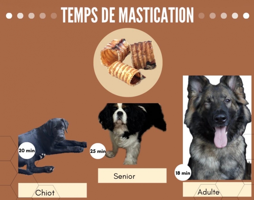 Trachée de boeuf